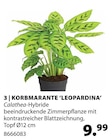 Korbmarante 'Leopardina' bei Dehner Garten-Center im Erding Prospekt für 9,99 €