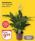 Aktuelle Zimmerpflanzen Angebote bei GLOBUS in Duisburg Aktuelles Spathiphyllum Angebot bei GLOBUS in Duisburg ab 9,99 €