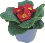 Primel mit Glitzer von  im aktuellen tegut Prospekt für 1,49 €