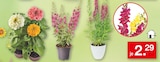 Blumenpflanzen für 2,29 € bei Zimmermann im Angebot Blumenpflanzen im aktuellen Zimmermann Prospekt