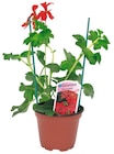 GÉRANIUM POT 10.5 CM dans le catalogue Netto