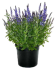 Steppensalbei von GROW by OBI für 3,49 € bei OBI im Angebot Steppensalbei von GROW by OBI im aktuellen OBI Prospekt