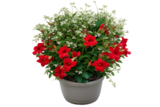 Gamm vert Détrier - Promo Dipladénia diamantina et Euphorbe ECLOZ Promo Dipladénia diamantina et Euphorbe ECLOZ à 19,99 € dans le catalogue Gamm vert à Détrier