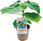 CO₂-Klimabaum 'Kiri-Baum' für 17,49 € bei Hellweg im Angebot CO₂-Klimabaum 'Kiri-Baum' im aktuellen Hellweg Prospekt