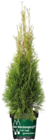 Thuja occ. Brabant im Angebot bei Globus-Baumarkt in Gera Thuja occ. Brabant Angebote von Der Heckenprofi bei Globus-Baumarkt Gera für 6,99 €