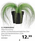Federgras im Dehner Garten-Center Prospekt Federgras von im aktuellen Dehner Garten-Center Prospekt fĂŒr 12,99 âŹ