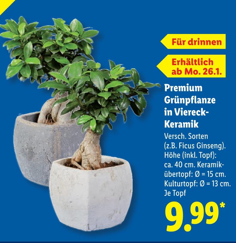 Premium Grünpflanze in Viereck-Keramik