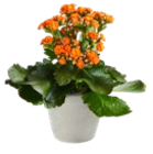 Kalanchoe im Angebot bei Kaufland in Soest Kalanchoe Angebote bei Kaufland Soest für 1,79 €