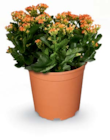 Aktuelles Kalanchoe Angebot bei Netto Marken-Discount in Magdeburg ab 4,99 €