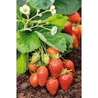 Fraisier Bio dans le catalogue Carrefour