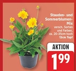 Stauden- und Sommerblumen-Mix für 1,99 € bei EDEKA im Angebot Stauden- und Sommerblumen-Mix im aktuellen EDEKA Prospekt
