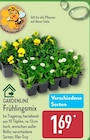 Frühlingsmix von GARDENLINE im aktuellen ALDI Nord Prospekt