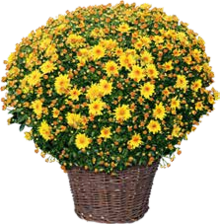 Herbst-Chrysantheme bei BAUHAUS in Leverkusen Herbst-Chrysantheme im Angebot bei BAUHAUS Leverkusen für 9,99 €