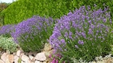 Lavande de jardin à Jardiland dans Clans Lavande de jardin à Jardiland dans Clans
