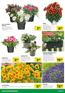 Aktueller Hagebaumarkt Prospekt