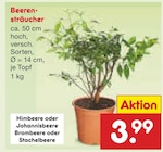 Aktuelles Beerensträucher Angebot bei Netto Marken-Discount in Aachen ab 3,99 €