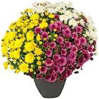 Chrysantheme Trio Büsche von  im aktuellen REWE Prospekt für 3,79 €