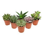 Plante succulente - Carrefour à Tourcoing Plante succulente en promo chez Carrefour Tourcoing à 1,99 €