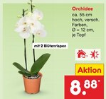Orchidee Angebote bei Netto Marken-Discount Potsdam für 8,88 €