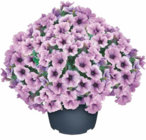 Petunien Angebote bei Netto Marken-Discount Unna für 7,99 €