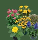 Sommerstauden Mix im EDEKA Prospekt Sommerstauden Mix von im aktuellen EDEKA Prospekt fĂŒr 2,99 âŹ