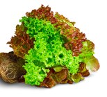 Deutsche bunte Salate mit Wurzel Angebote von Marktliebe bei Penny Celle für 1,00 €