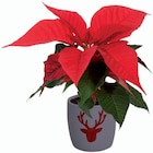 Étoile de Noël en pot céramique - Lidl à Antony Étoile de Noël en pot céramique en promo chez Lidl Antony à 2,49 €