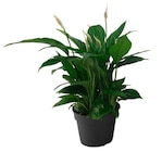 Spatiphyllum à Carrefour dans Le Bizet