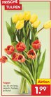 Tulpen Angebote bei Netto Marken-Discount Rostock für 1,99 €
