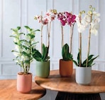 Orchidée 2 Tiges Phalaenopsis - U Express à Avignon Orchidée 2 Tiges Phalaenopsis en promo chez U Express Avignon à 11,99 €