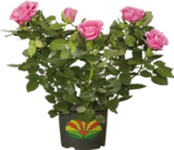 Freiland-Rosen bei Globus-Baumarkt im Landsberg Prospekt für 14,99 €