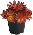 Aktuelles Hauswurz Angebot bei Dehner Garten-Center in Darmstadt ab 1,49 €