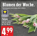 Tulpen Angebote von EDEKA Herzstücke bei EDEKA Kaarst für 4,99 €