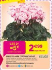 Delbard Aubevoye - Promo Mini cyclamen 'Victoria' Ecloz Promo Mini cyclamen 'Victoria' Ecloz à 2,50 € dans le catalogue Delbard à Aubevoye