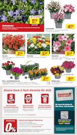 Blumen im toom Baumarkt Prospekt in Erfurt Aktueller toom Baumarkt Prospekt mit Blumen, "Respekt, wer's selber macht.", Seite 2