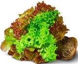 Aktuelles Deutsche bunte Salate mit Wurzel Angebot bei Penny in Mönchengladbach ab 0,99 €
