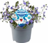 Frühlingsblüher Die Kaltschnäuzigen bei Hagebaumarkt im Gerlingen Prospekt für 3,99 €