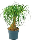 Elefantenfuß 'Beaucarnea' bei Netto mit dem Scottie im Doberlug-Kirchhain Prospekt für 10,99 €