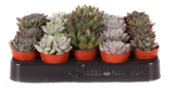 Echeveria en pot dans le catalogue B&M