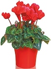 Netto mit dem Scottie Potsdam - Cyclamen „Alpenveilchen“ in Keramik Angebot im Prospekt Cyclamen „Alpenveilchen“ in Keramik bei Netto mit dem Scottie im Potsdam Prospekt für 3,99 €