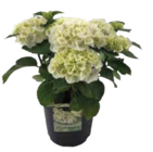 EDEKA Siegenburg - Hortensien-Busch "Hydrangea macrophylla" Angebot im Prospekt Hortensien-Busch "Hydrangea macrophylla" bei EDEKA im Siegenburg Prospekt für 9,99 €