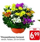 Aktuelles Chrysanthemen Carneval Angebot bei EDEKA in Karlsruhe ab 6,99 €