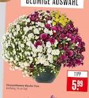 Chrysanthemen-Büsche Trios im Angebot bei Marktkauf in Nürtingen Chrysanthemen-Büsche Trios Angebote bei Marktkauf Nürtingen für 5,99 €