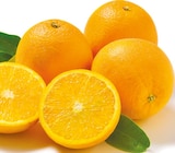 Orangen bei Netto mit dem Scottie im Ziezow Prospekt für 1,99 €