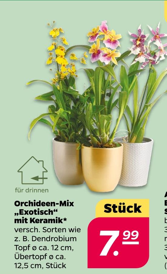 Orchideen-Mix 'Exotisch' mit Keramik
