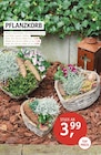 Aktuelles Pflanzkorb Klein Angebot bei ROSENGUT Langerwisch in Potsdam ab 3,99 €
