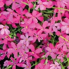 Phlox En Coussin rouge - Le pot de 9 x 9 cm - BOTANIC® en promo chez Botanic Phlox En Coussin rouge - Le pot de 9 x 9 cm - BOTANIC® dans le catalogue Botanic