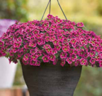 Zauberglöckchen Selektion Ampel von Kölles Beste im aktuellen Pflanzen Kölle Prospekt