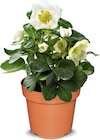 Aktuelle Pflanzen Angebote bei Netto Marken-Discount in Bremen Aktuelles Christrose Angebot bei Netto Marken-Discount in Bremen ab 3,99 €