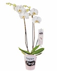 Aktuelles Phalaenopsis im Super Mama-Potcover Angebot bei Lidl in Dresden ab 9,99 €